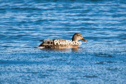 Female Mallard Duck Swimming in a Sea